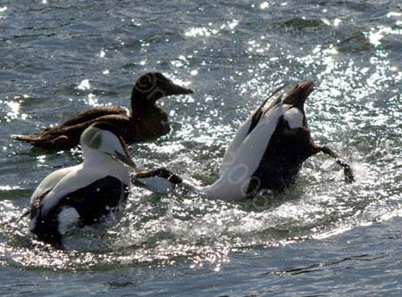 Eiders