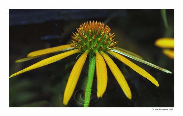 Yellow Daisy 