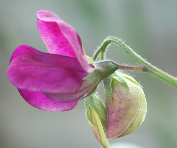 crimson sweeet pea and bud
