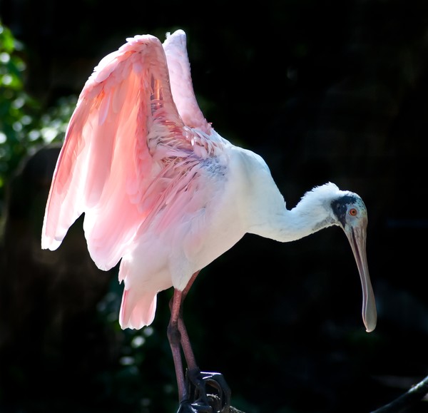 Roseate Spoonbill