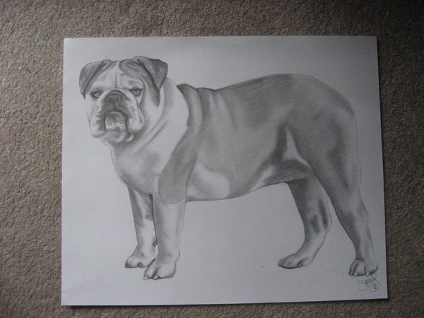 bulldog 2