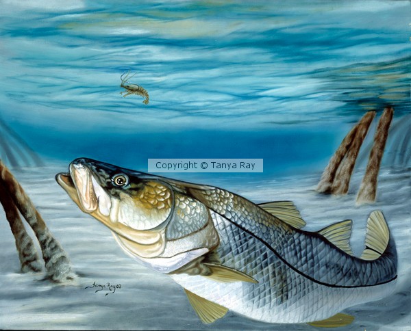 Snook