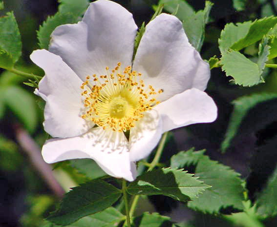 Blackberry blossom