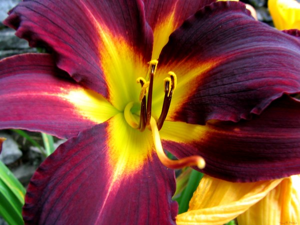 Lily Beauty