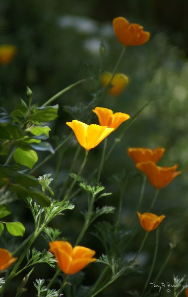 California Poppies