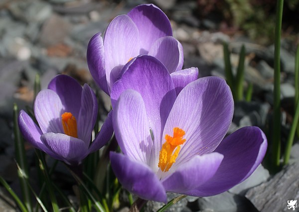 EARLY CROCUS