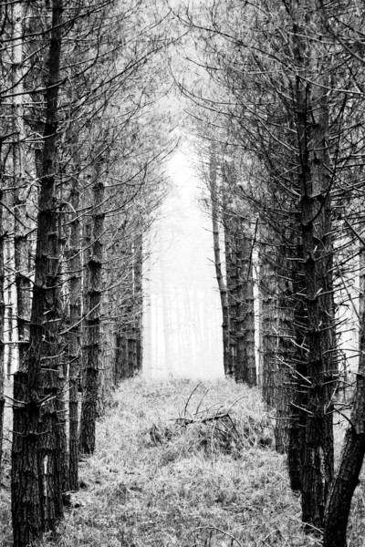misty plantation 