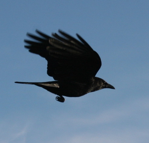Crow