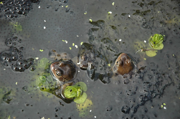frog 