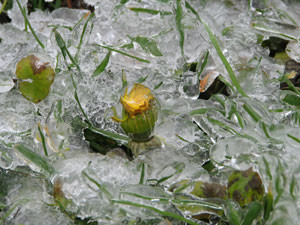 January dandilion????In WNY