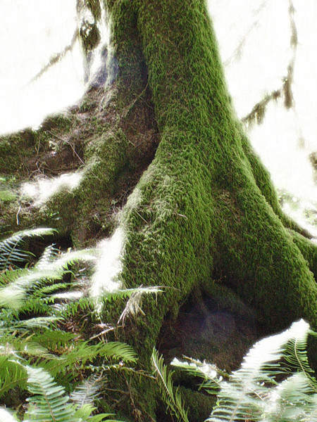 mosst stump