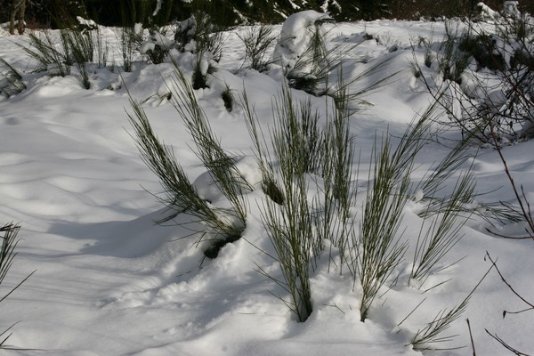 Blanket of Snow