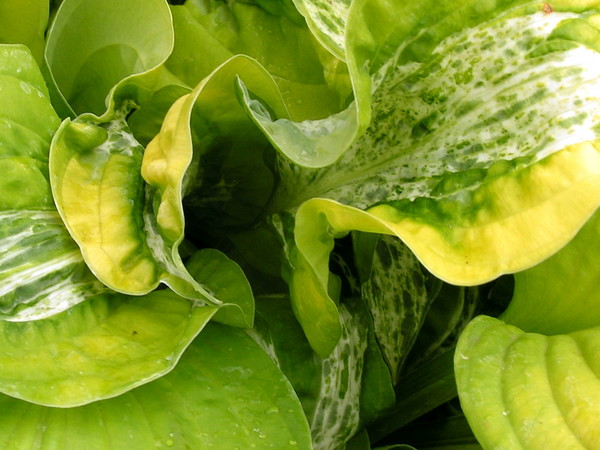 Vegetation 2