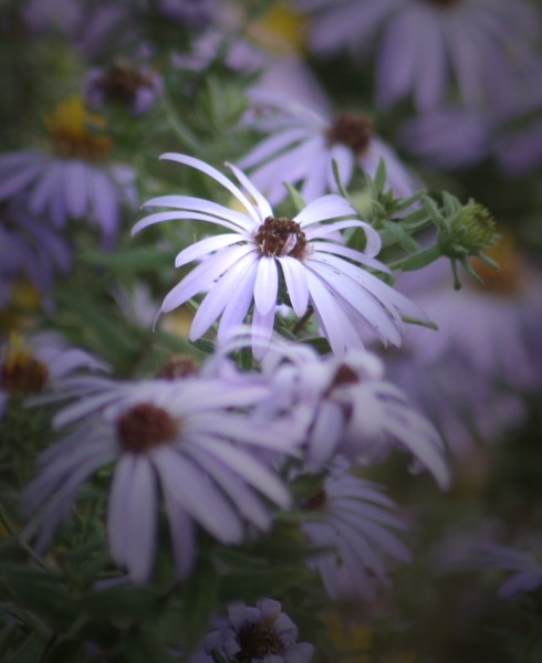 Purple Daisies