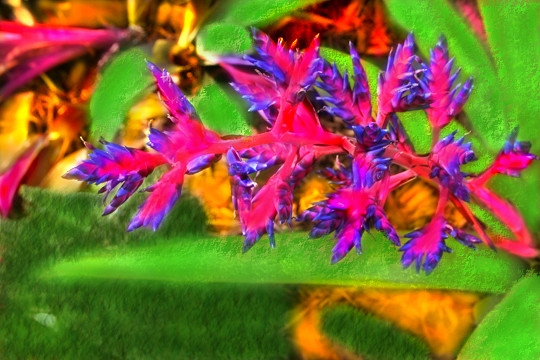 Bromeliad spikeadelic