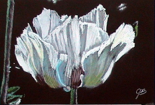 Oriental Poppy