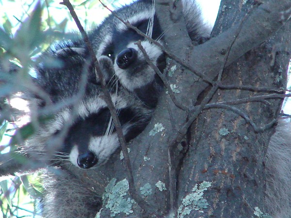 Up a Tree