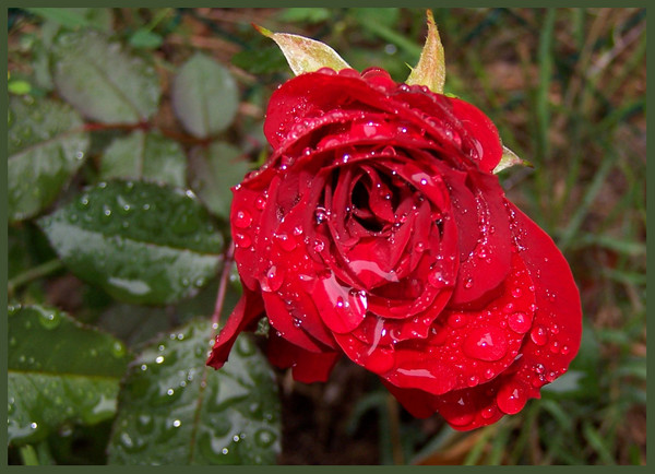 Rainy Day Rose