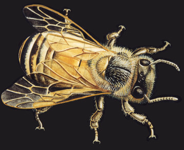 bee