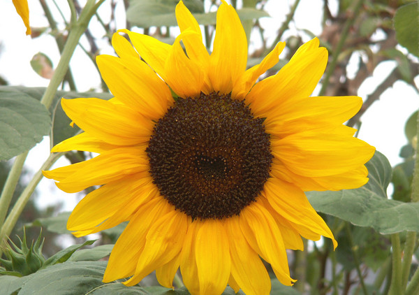 Sunflower