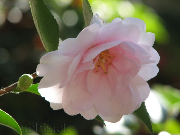 Deb's_Camelia__