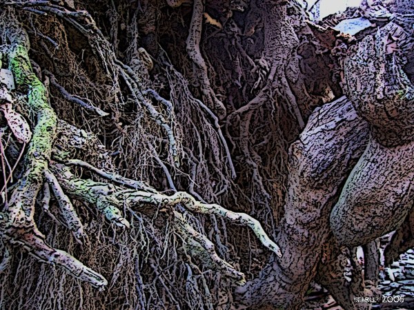 roots