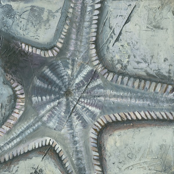 Stelleriodea