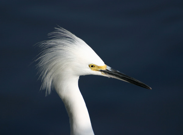 Egret Portrait