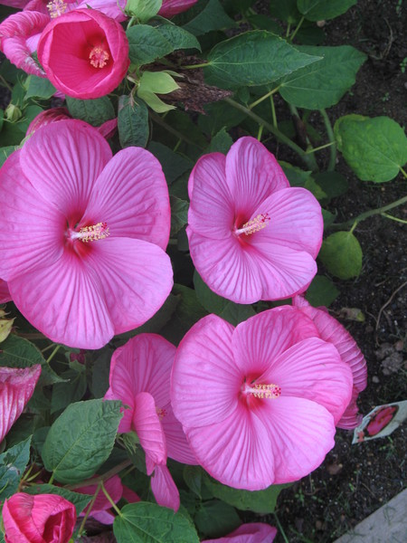 In a Virginia Garden