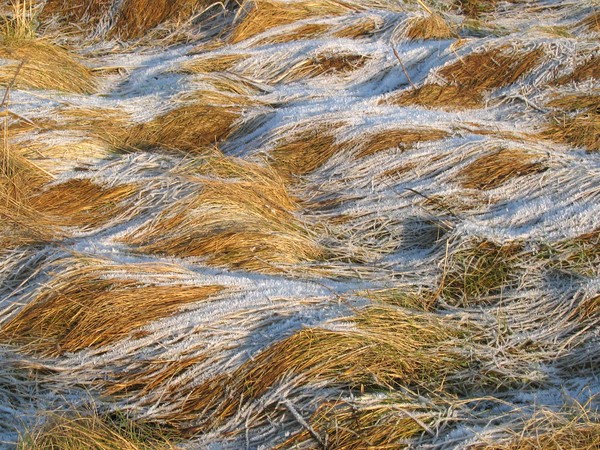 winter grass