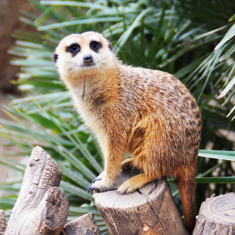 Meerkat 
