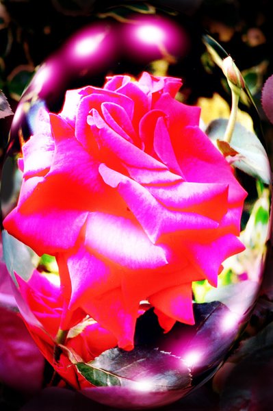 ROSE SPIRITS