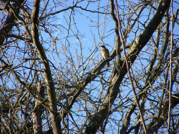 One Li'l  Robin