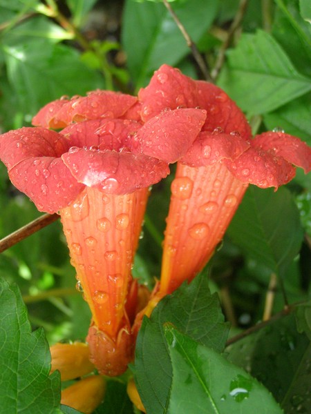 May Trumpets