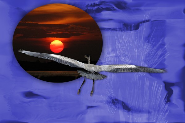Heron Dreams
