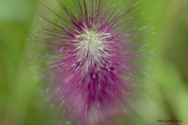 Purple grasss