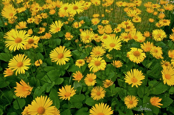 A Daisy carpet !