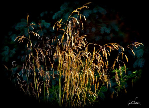 Golden straw !