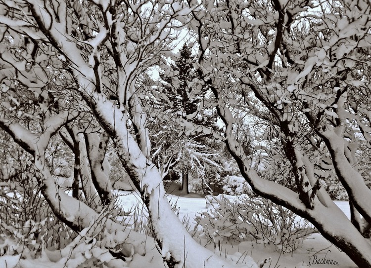 iPhone winter ! 