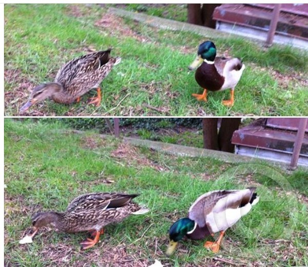Ducks
