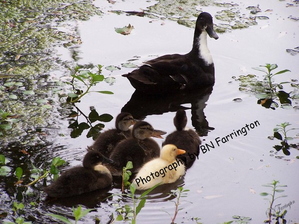 Mother Duck and Ducklins