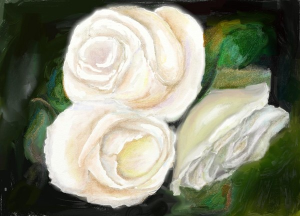 3 White Roses