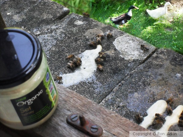 BEES BEES AND MORE BEES