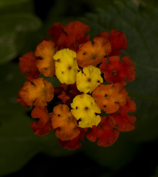 Like Fire As Flowers