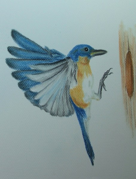 Bluebird