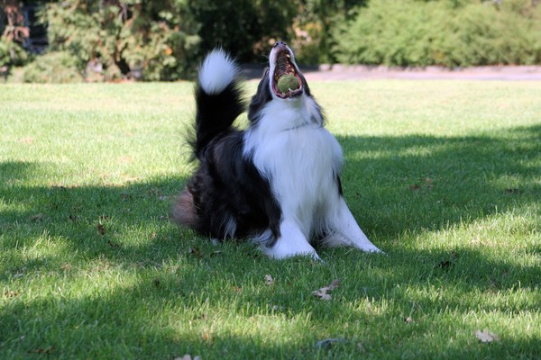 Catch!