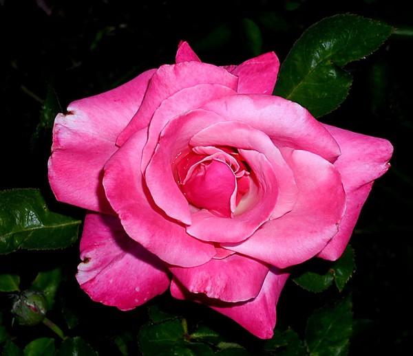 Hot Pink
