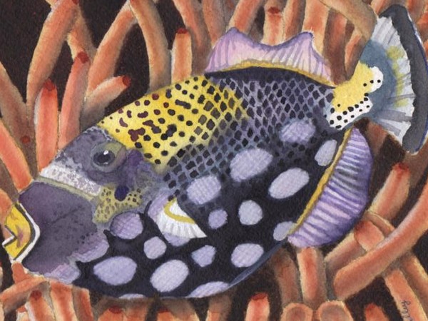 Handsome Fish