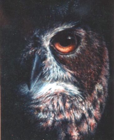 An owl