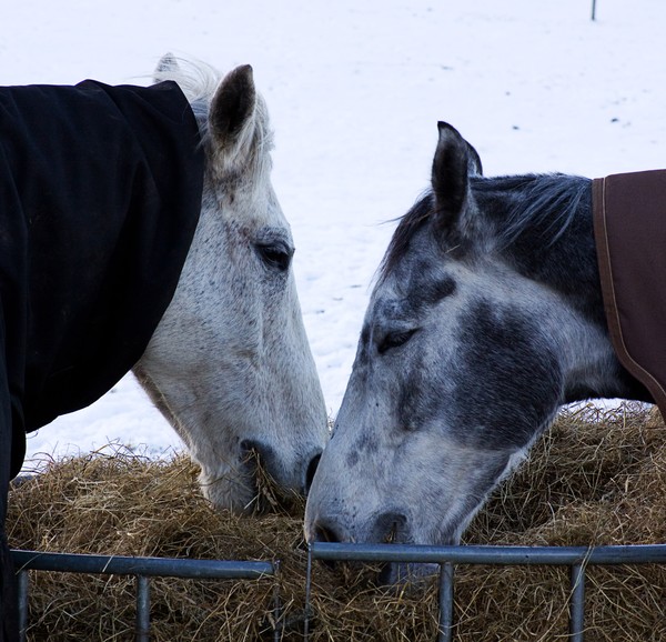 Cold Comfort Farm
